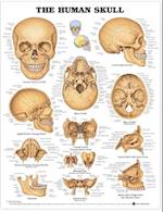 The Human Skull Anatomical Chart