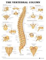 The Vertebral Column Anatomical Chart