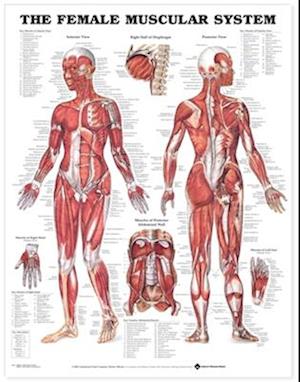 The Female Muscular System Anatomical Chart