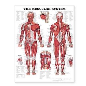 Få The Muscular System Giant Chart af Anatomical Chart Company som