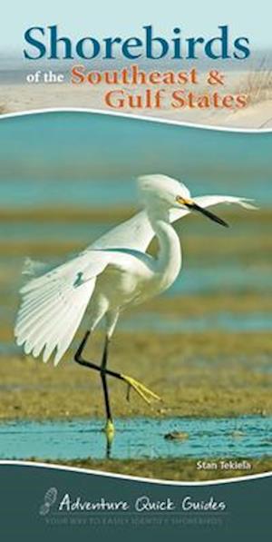 Shorebirds of the Southeast & Gulf States