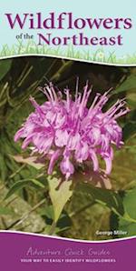 Wildflowers of the Northeast : Your Way to Easily Identify Wildflowers 
