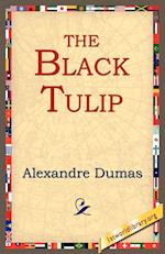 The Black Tulip