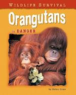 Orangutans in Danger