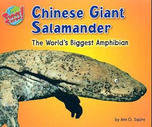 Chinese Giant Salamander