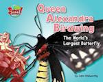 Queen Alexandra Birdwing