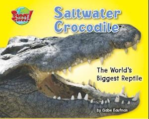 Saltwater Crocodile