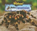 Hairy Tarantulas