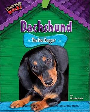 Dachshund