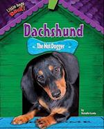 Dachshund