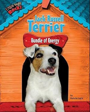 Jack Russell Terrier