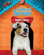 Jack Russell Terrier