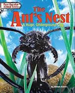 The Ant's Nest