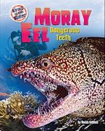 Moray Eel