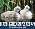 Baby Animals of Lakes and Ponds