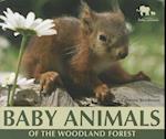 Baby Animals of the Woodland Forest