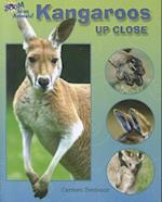 Kangaroos Up Close