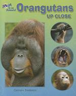 Orangutans Up Close