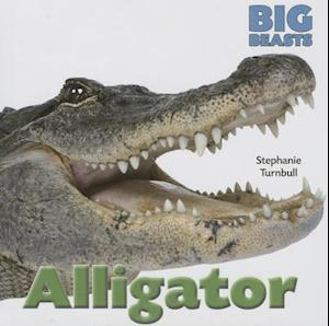 Alligator