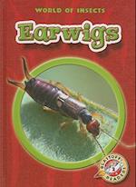 Earwigs