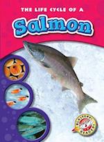 The Life Cycle of a Salmon