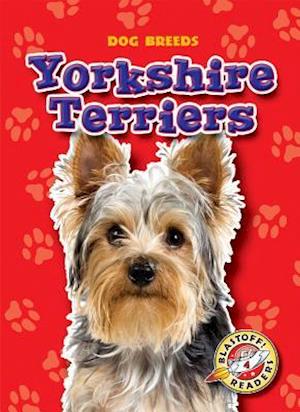 Yorkshire Terriers