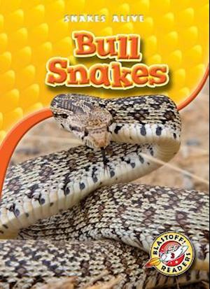 Bull Snakes