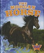 The Morgan Horse