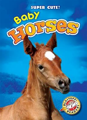 Baby Horses