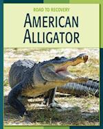 American Alligator