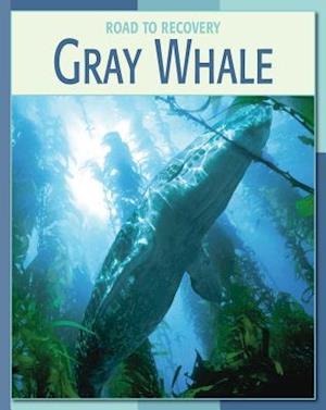 Gray Whale