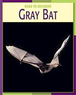 Gray Bat