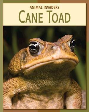 Cane Toad