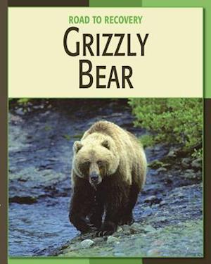 Grizzly Bear