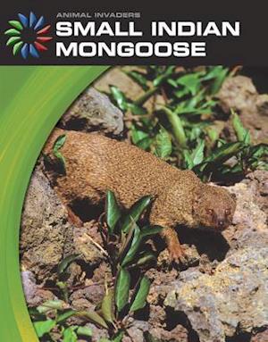 Small Indian Mongoose