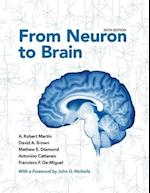 From Neuron to Brain