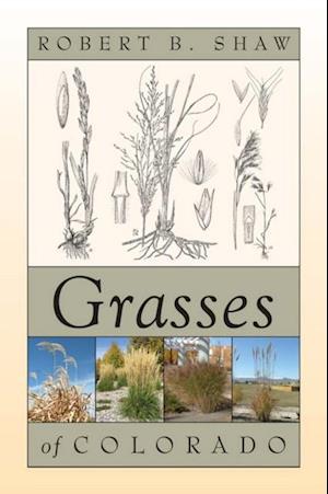 Grasses of Colorado