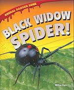 Black Widow Spider!