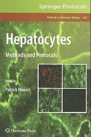 Hepatocytes