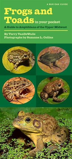 Frogs and Toads in Your Pocket