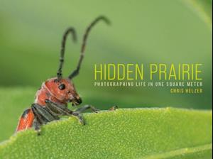 Hidden Prairie