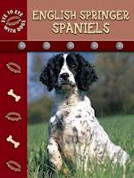 English Springer Spaniels