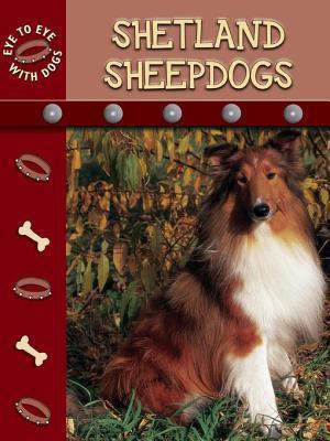 Shetland Sheepdogs