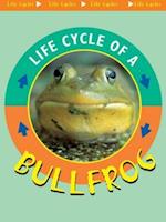 Life Cycle of A Bullfrog