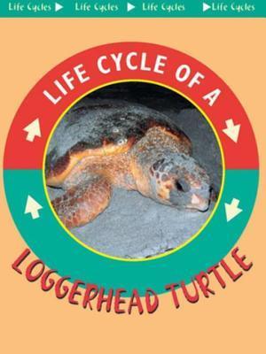 Loggerhead Turtle