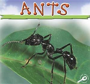 Ants