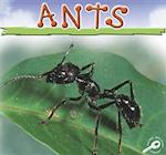 Ants