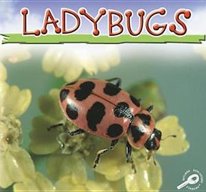 Ladybugs