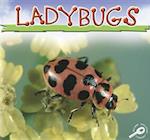 Ladybugs