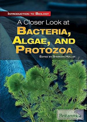 A Closer Look at Bacteria, Algae, and Protozoa